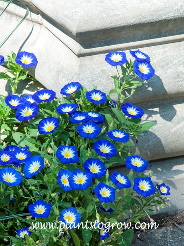 Royal Ensign Dwarf Morning Glory (Convolvulus tricolor)  
This is not Photoshoped, they were this color The trumpet-shaped blooms were very blue.